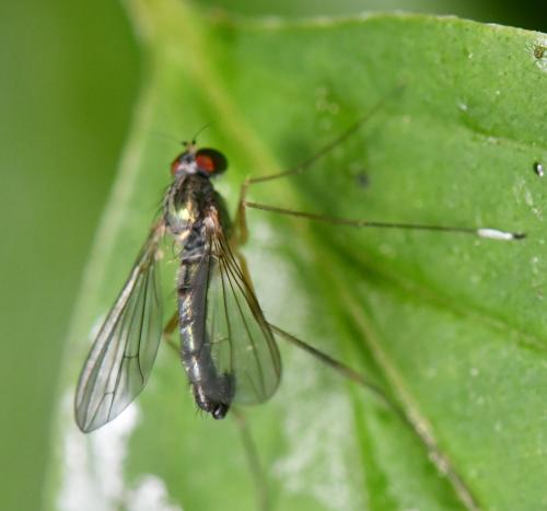 Sciapus platypterus